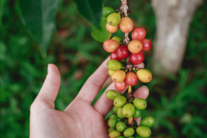 Robusta o arábica